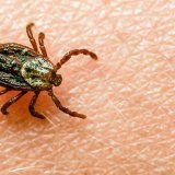 Les tiques peuvent transmettre différentes maladies (archives).